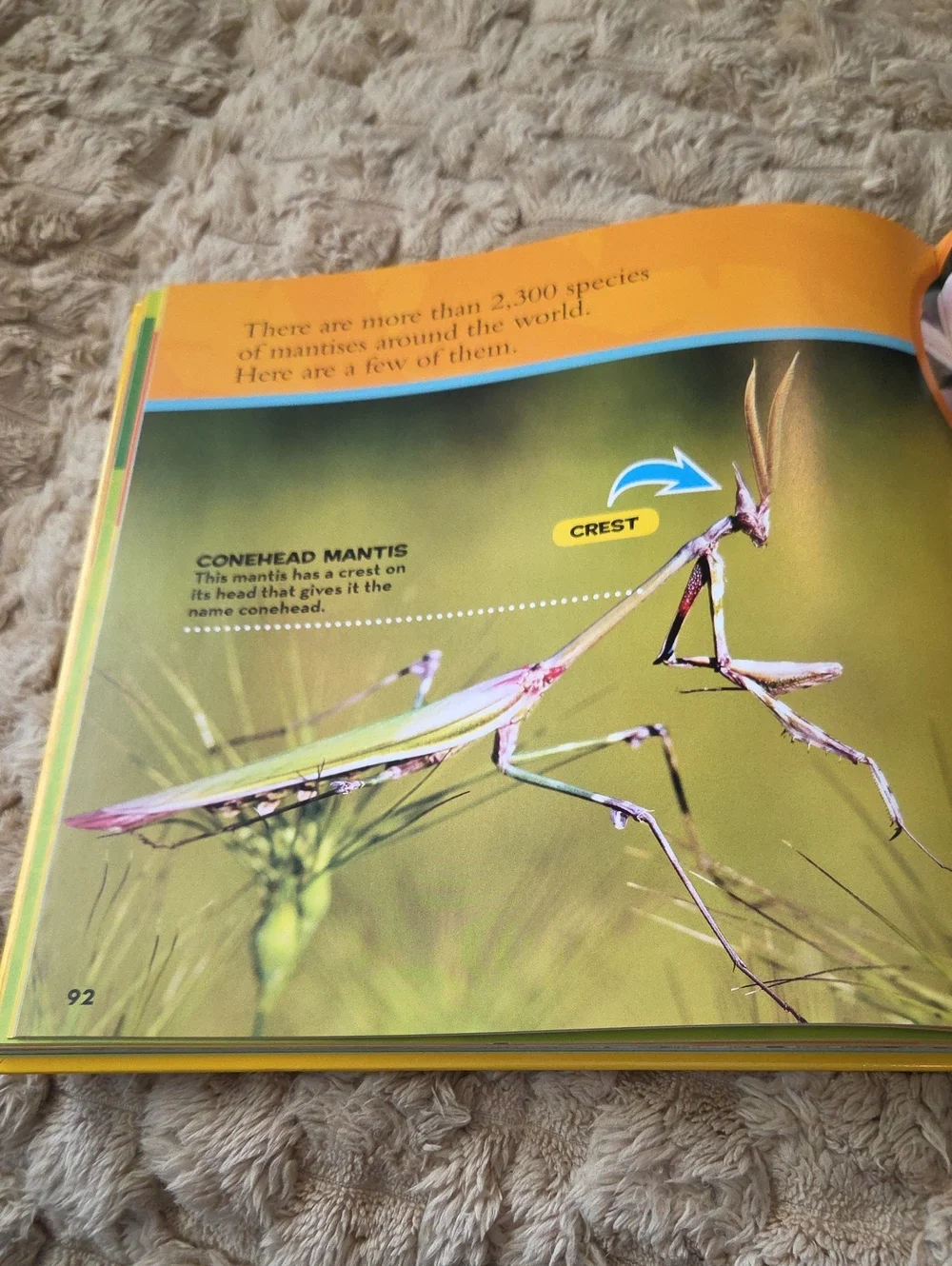National Geographic Kids First Big Book of Bugs - Yellow and Red Cover